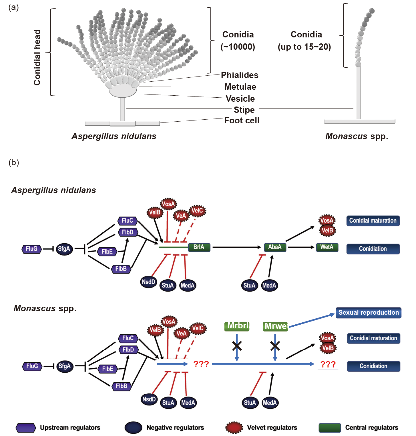 figures-76bfbf7651e248fdaa2cd9fad2dc0485-TB-2022-0736-t1 figures-76bfbf7651e248fdaa2cd9fad2dc0485-TB-2022-0736-t1